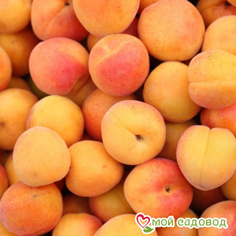 Абрикос Восторг Ранний (Джем из абрикос)