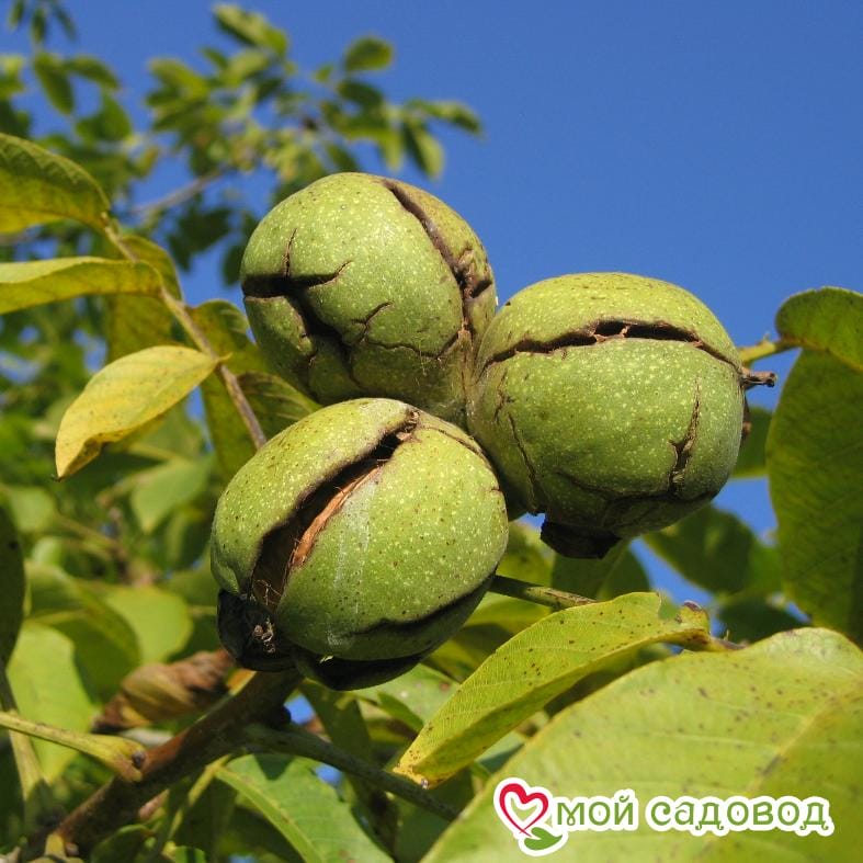 Орех Грецкий Астаховский