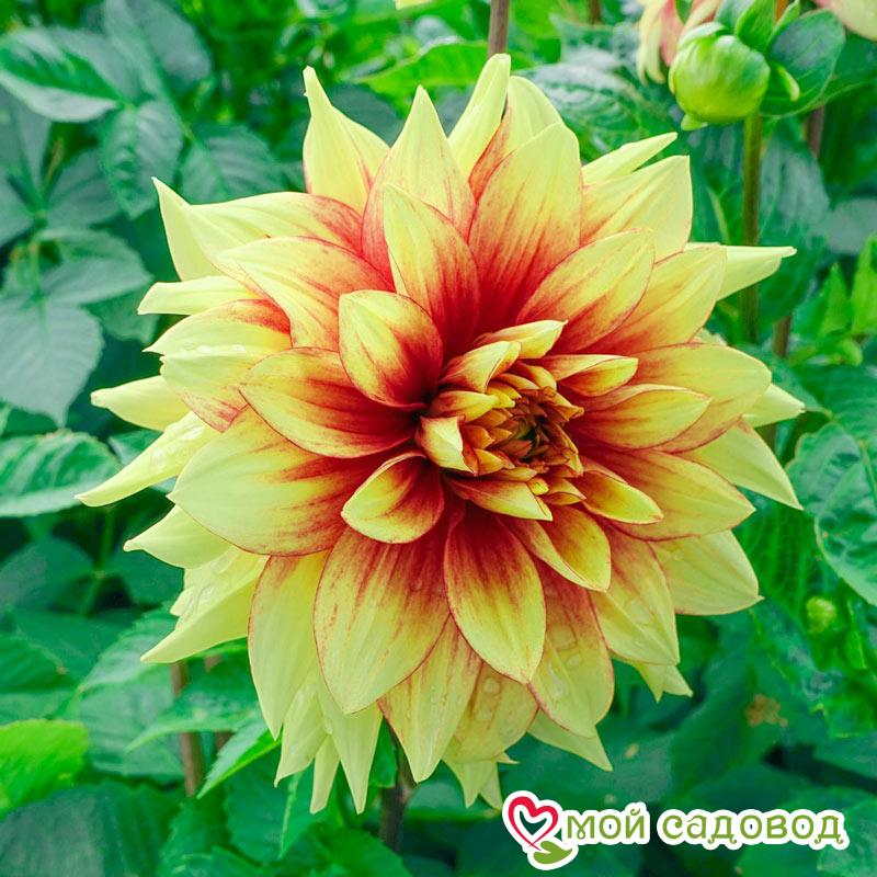 Георгина декоративная Дэззлинг Сан (DAZZLING SUN)