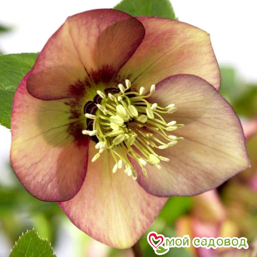 Морозник Винтер Эмоушнс Эприкот Пикоти