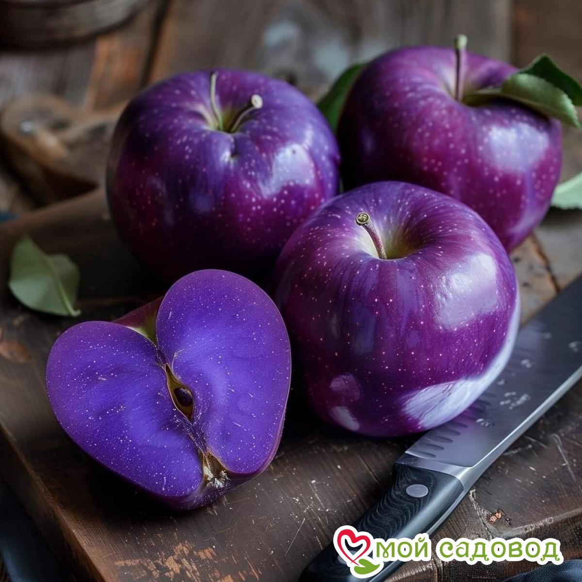 Новинки Яблони 2026!