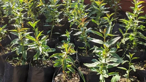 Миндаль Молчание